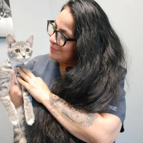 Veterinarian holding a gray kitten